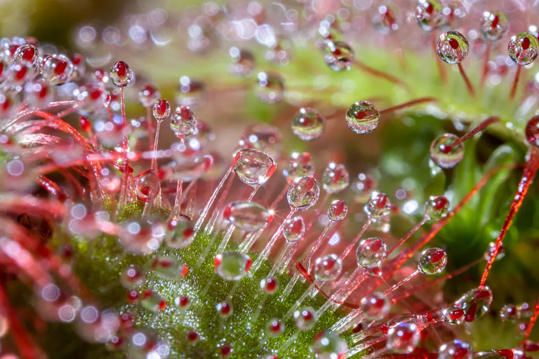 Drosera aliciae, Sonnentau